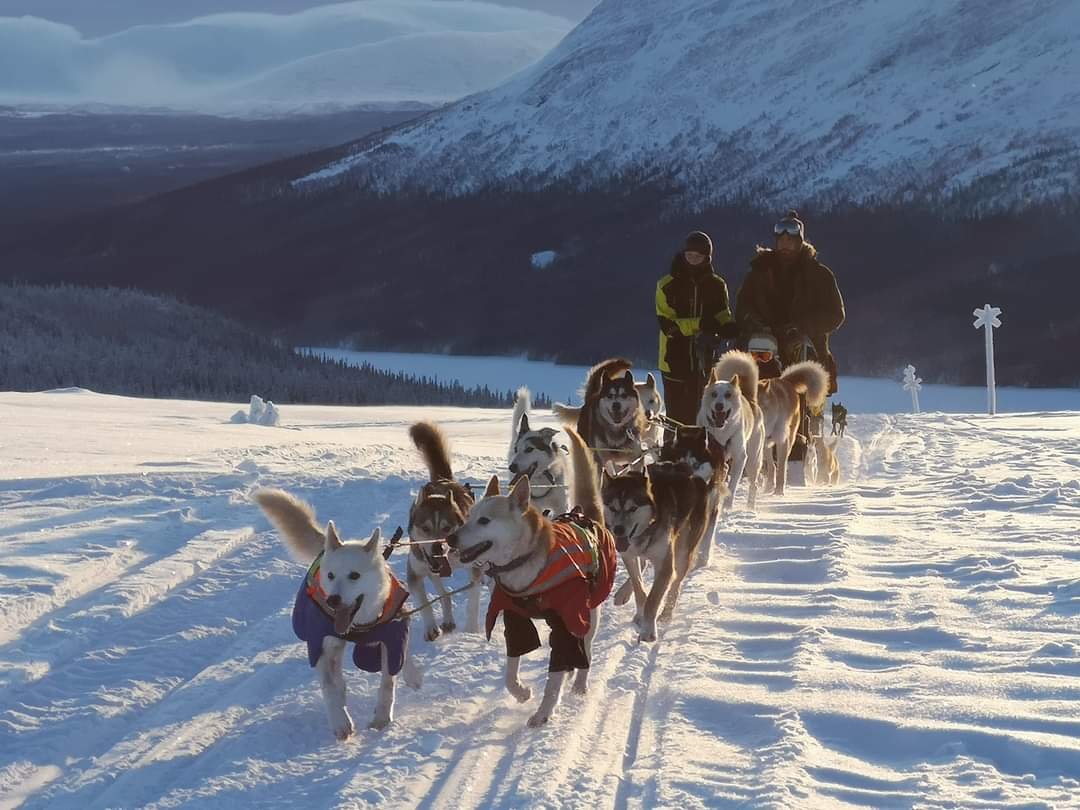 A dog-sledding team crossing the snowy Swedish landscape